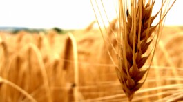Agriculture